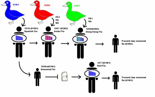 Depiction of Influenza genetic reassortment, author:   Lachlanfotheringham information from Neumann et al, 2009. Source: Wikimedia commons, GNU free documentation license.