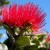 The Pohutukawa flower, New Zealand's Native Christmas Tree The Pohutukawa flower, New Zealand's Native Christmas Tree
