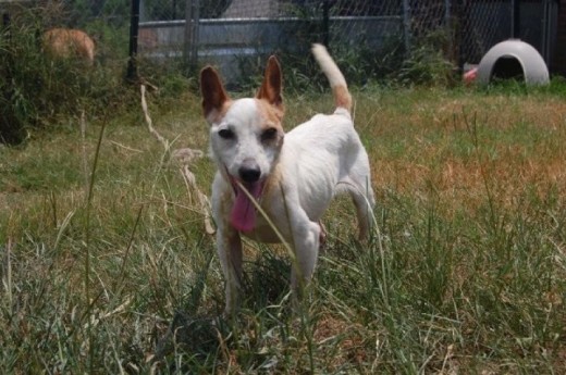 Little man a day after being saved from 'Death Row'! He was a full blooded Jack Russell Terrier in a kill shelter! His life was worth $25!