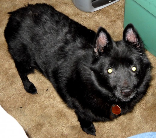 My Schipperke "Sweetie Pie"