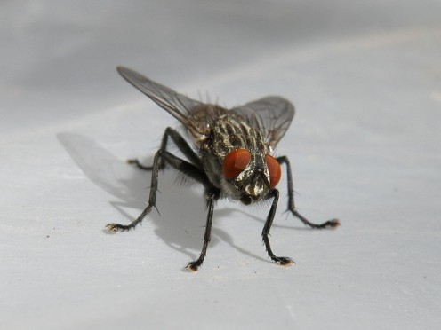 House fly House fly