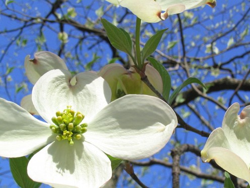 Dogwood trees grown in the open are like small apple trees.  The foliage takes on brilliant scarlet lines in the fall, and close clusters of berries are redder.  The white flowers make a fine showing.