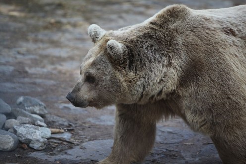 Bear