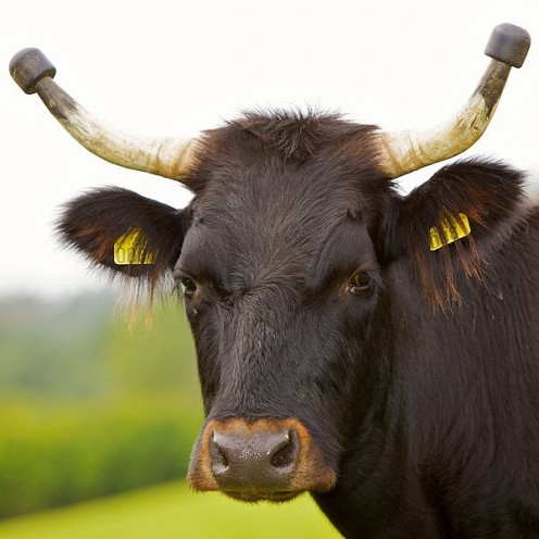 Portrait of a black cow in Norway; note the rubber  protectors at the horn ends (cattle horn caps, horn covers, horn balls, horn protectors)