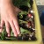 Because they grow so rapidly, radishes are one of the best kid-friendly crops. Because they grow so rapidly, radishes are one of the best kid-friendly crops.