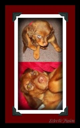 Top: Baby Butterscotch. Bottom: Bigger Baby Butterscotch. She answers to 'little girl', 'baby', 'hey you', and 'sweetie'!