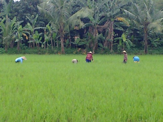 There are also some areas in the city which are still like they used to be as paddy fields.