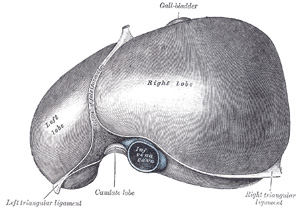 Inferior view of the liver -  Gray's Anatomy, 1918