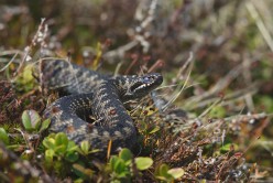 Wild reptiles found in Great Britain - native lizards and snakes of the UK