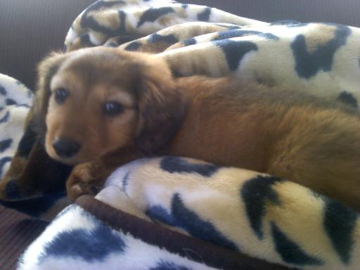 One of my babies, The Daschund