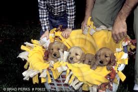 Golden Retriever puppy's 