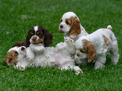 Cocker Spaniel