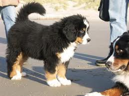 Bernese Mountain Dog