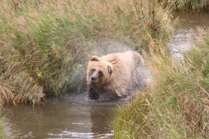 Bear watching in Alaska is at its best during the peak summer months.