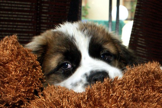 This St. Bernard puppy has had a long hard day!