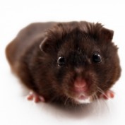 TheRunningHamster profile image