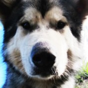 Anyhowblog profile image