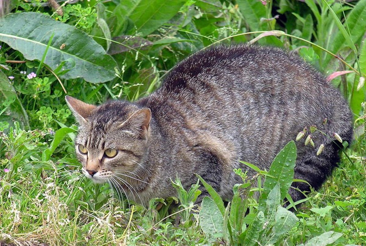 How Do I Keep Cats Away From My Yard And Off My Property Dengarden