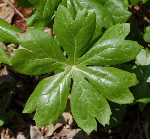 Mayapple Podophylum peltatum Leaf 