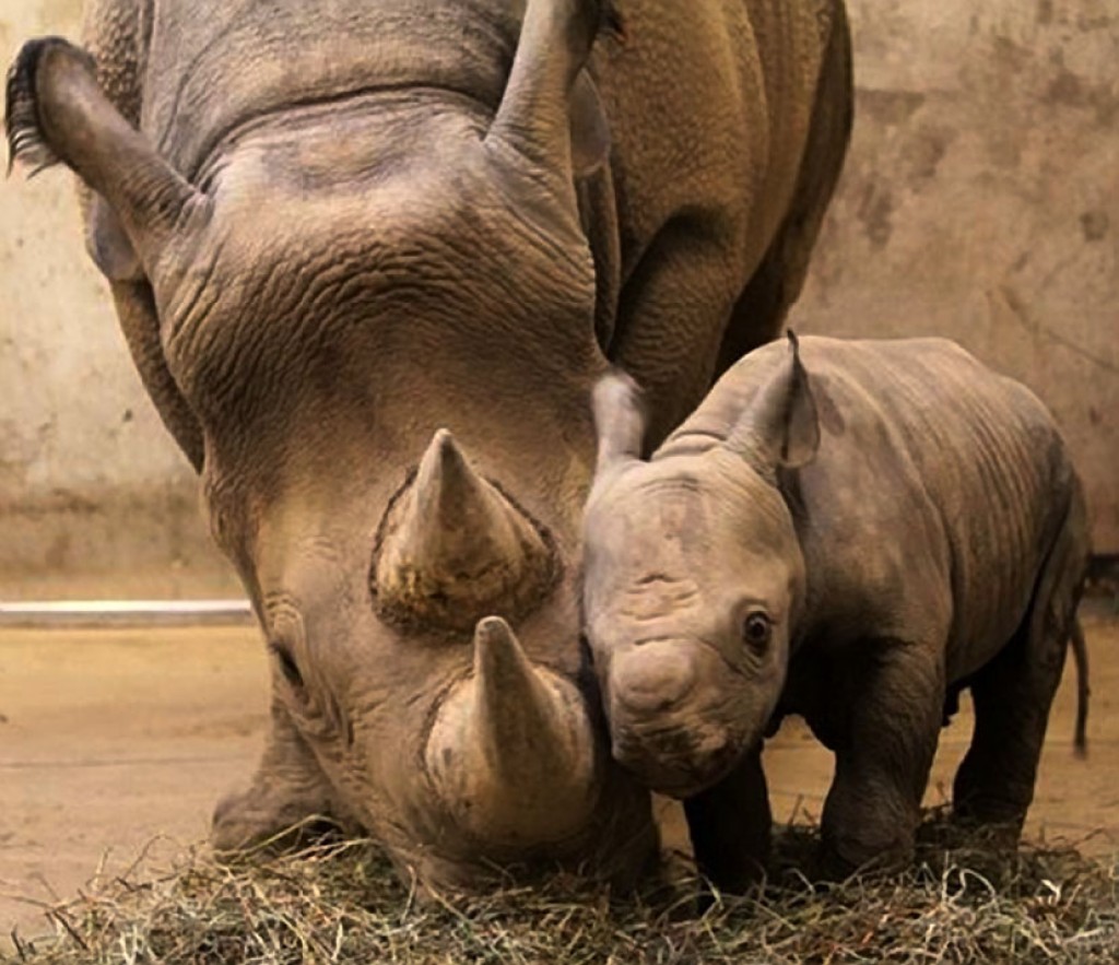 Save the Black Rhinoceros! How can we help those beautiful animals?