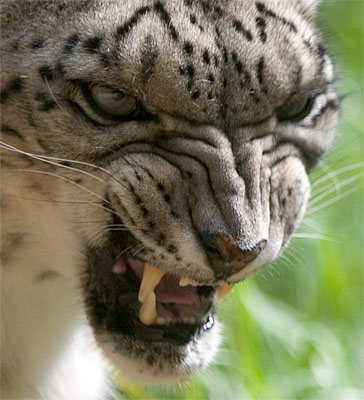 55 Facts about Snow Leopards | Owlcation