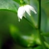 Growing Jalapenos in a Pot