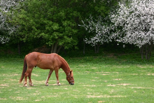 Lovely chestnut or sorrel in a field