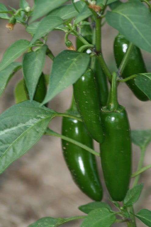 jalapeno pepper seedling
