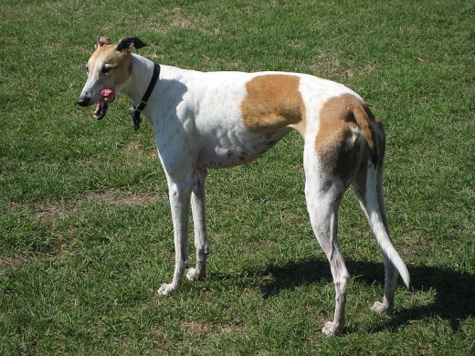 The Greyhound has been described as a 40 mph couch potato!