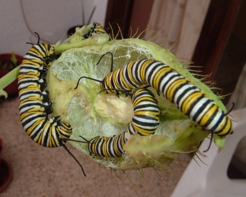 Monarch caterpillars on Swan Plant seed-pod. Photo by Steve Andrews