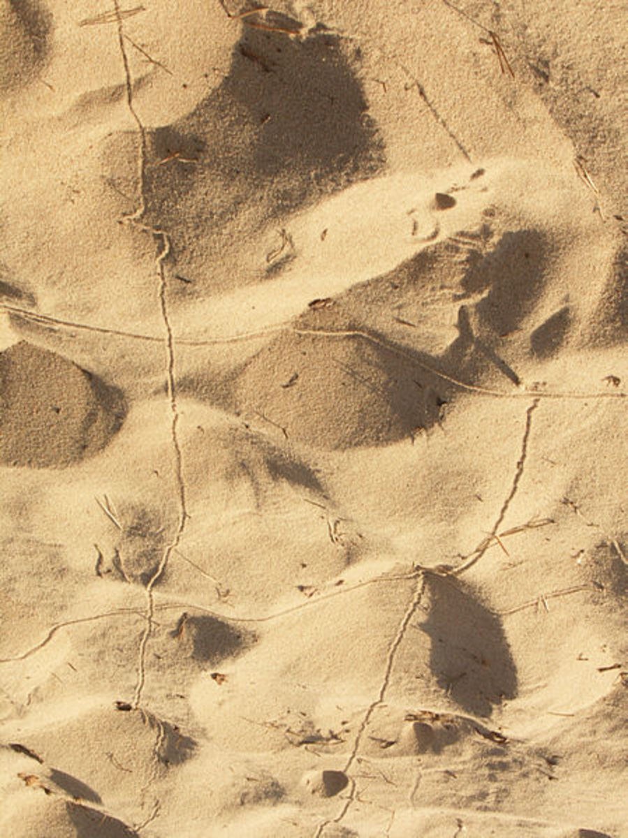 Ant Lion (antlion) pits (doodles) - "Doodles" made by antlion larvaes when moving to a new place to build a new sand pit trap.
