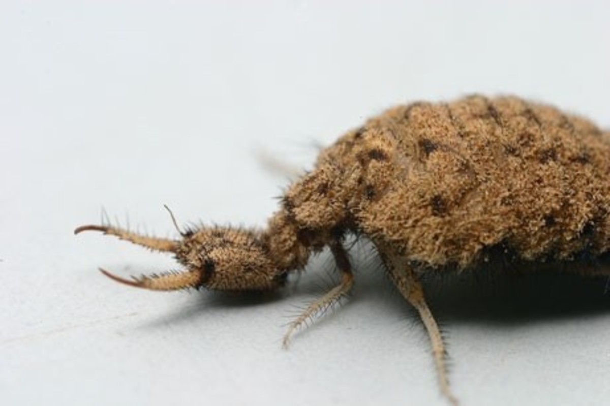 Ant Lion larva