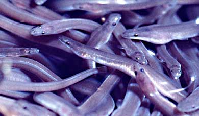 Juvenile american eels (Anguilla rostrata).