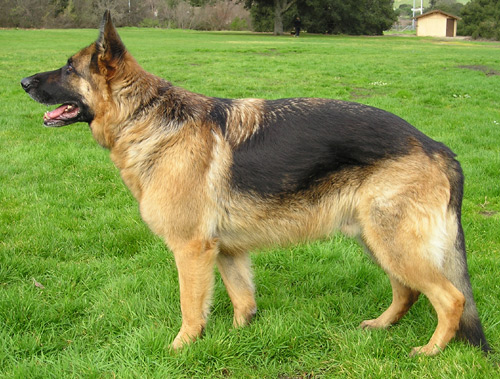 German Shepherds are extraordinary working dogs. The flip side is that they're very high-maintenance as pets.