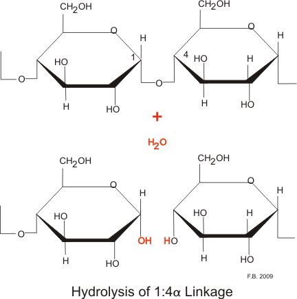 Amylase breaking the 1,4 glycosidic bond between two glucose monomers. Source: Boumphreyfr, wikimedia commons, CC BY-SA 3.0. 