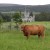 Highland cattle with Balmoral castle in the background.