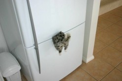 http://s3.hubimg.com/u/6168950_f248.jpg
