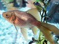 The Best Fish Tank Sizes For Every Occasion