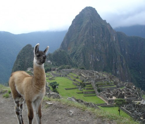 Machu Picchu & llamas