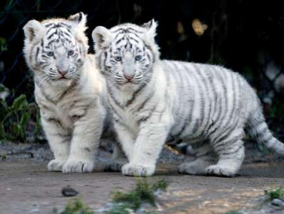 Cute tiger cubs
