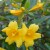 Carolina Jessamine is the state flower. This and other native plants and flowers can be seen at Honey Horn.