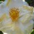 Close up of one of the flowers in the Camellia Garden.