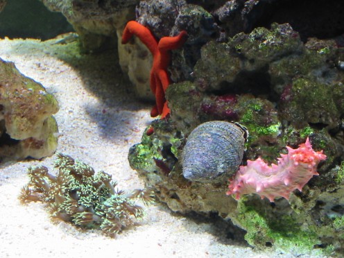 Starfish, Snail and Sea Slug