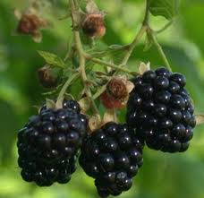 Blackberries.