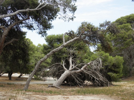 'Let us look after you for the day and enjoy all the major attractions of Rottnest Island', I read big noticement boards on my arrival.