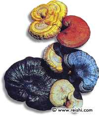 red, white, yellow, blue, black, purple reishi mushrooms
