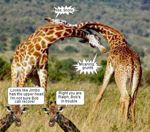 How do giraffes communicate?