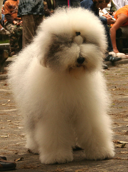 An Old English Sheepdog