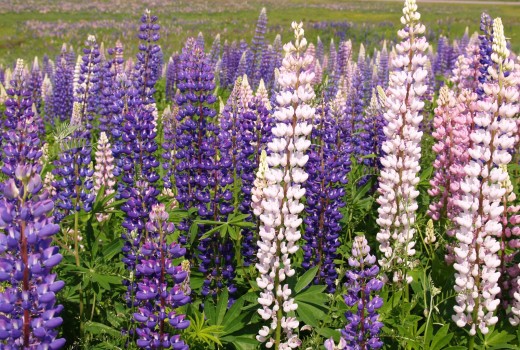 Ernst Schultze first isolated arginine in an extract made from lupine flowers like these, way back in 1886.
