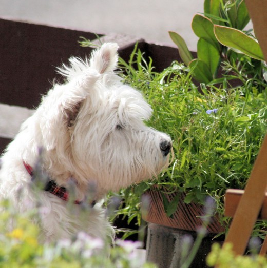 Dog Watches Birds